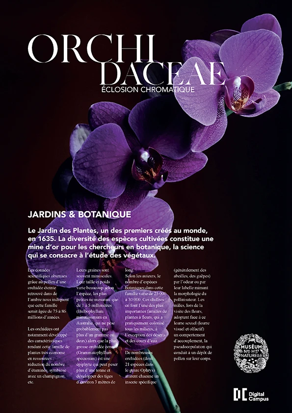 affiche avec en fond une orchidées violette