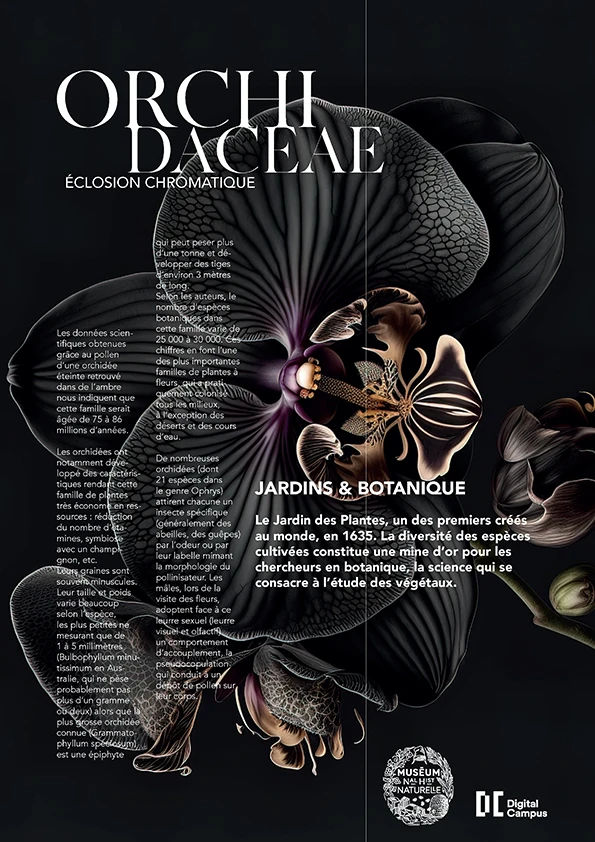affiche avec en fond une orchidées noir