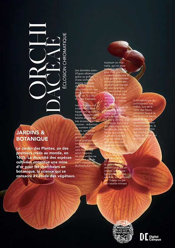 affiche avec en fond une orchidées orange